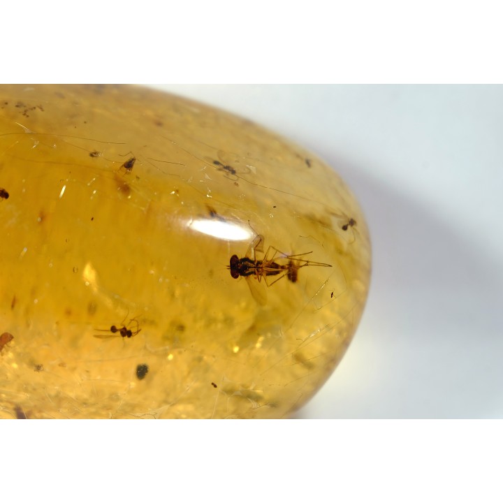 insect: Hyménoptères + Coléoptères Scolytinae