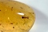 Copal: Hyménoptères + Coléoptères Scolytinae - Pliocène à holocène - Antsiranana, Madagascar