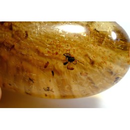 insect: Hyménoptères + Coléoptères Scolytinae