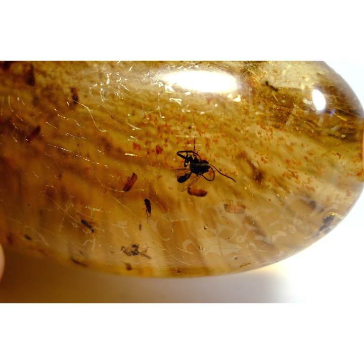 Copal: Hyménoptères + Coléoptères Scolytinae - Pliocène à holocène - Antsiranana, Madagascar