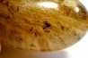 Copal: Hyménoptères + Coléoptères Scolytinae - Pliocène à holocène - Antsiranana, Madagascar