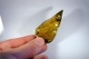 insect: Feuille et divers