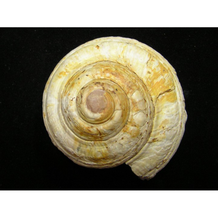 ORBONELLA THOMPSONORUM