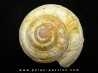ORBONELLA THOMPSONORUM