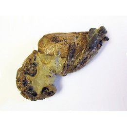 MECOCHIRUS MAGNA