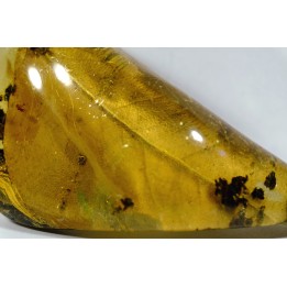 insect: Feuille et divers