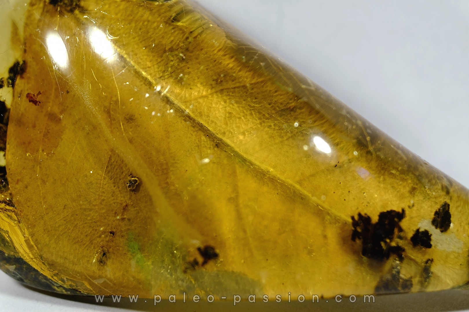 Copal: Feuille et divers - Pliocène à holocène - Antsiranana, Madagascar