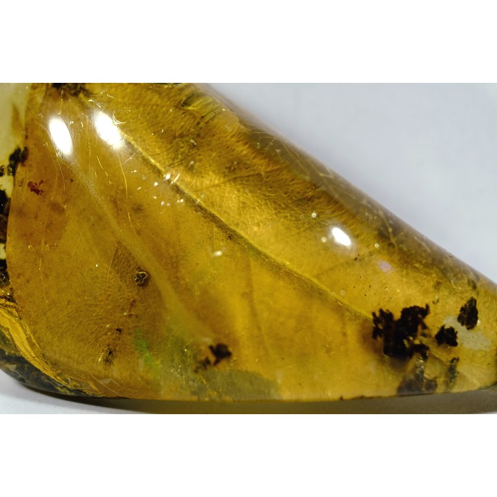 insect: Feuille et divers