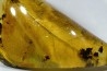 insect: Feuille et divers