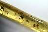 insect: Nombreux petits hyménoptères