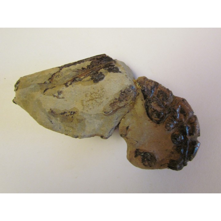 MECOCHIRUS MAGNA