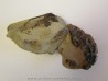 MECOCHIRUS MAGNA