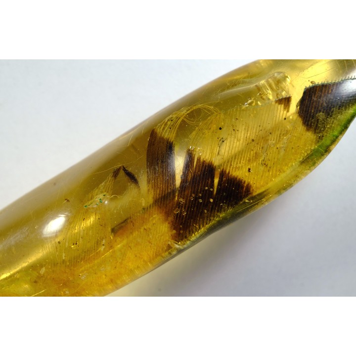 Copal: Plume + petite araignée + petits diptères - Pliocène à holocène - Antsiranana, Madagascar