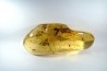 Copal: Gryllidae + Coléoptères + petits diptères et hyménoptères - Pliocène à holocène - Antsiranana, Madagascar