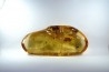 Copal: Gryllidae + Coléoptères + petits diptères et hyménoptères - Pliocène à holocène - Antsiranana, Madagascar