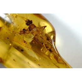 insect: Gryllidae + Coléoptères + petits diptères et hyménoptères