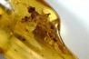 Copal: Gryllidae + Coléoptères + petits diptères et hyménoptères - Pliocène à holocène - Antsiranana, Madagascar