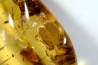 Copal: Gryllidae + Coléoptères + petits diptères et hyménoptères - Pliocène à holocène - Antsiranana, Madagascar