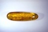 insect: Araignées + Termites ailées + nombreux diptères, hyménoptères et coléoptères