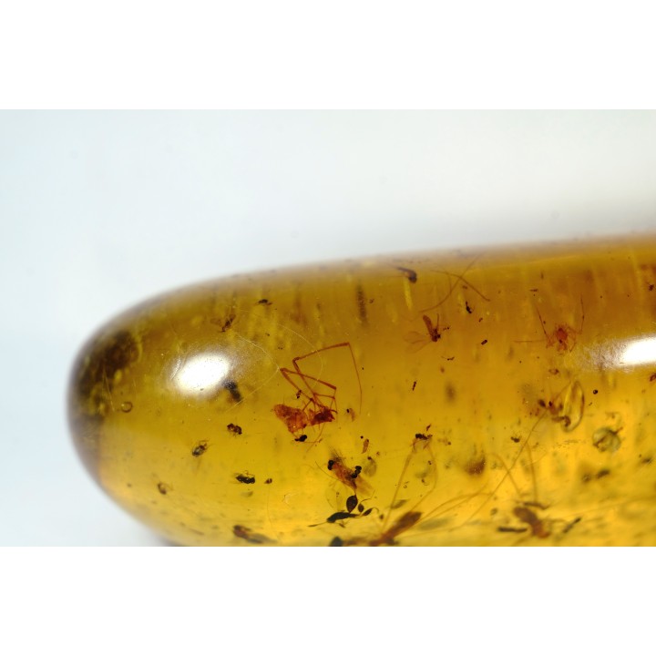 Copal: Araignées, Termites ailées, diptères, hyménoptères et coléoptères - Pliocène à holocène - Antsiranana, Madagascar