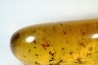 insect: Araignées + Termites ailées + nombreux diptères, hyménoptères et coléoptères