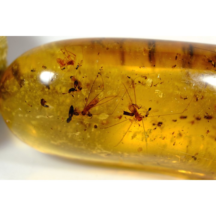 Copal: Araignées, Termites ailées, diptères, hyménoptères et coléoptères - Pliocène à holocène - Antsiranana, Madagascar