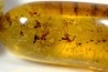 Copal: Araignées, Termites ailées, diptères, hyménoptères et coléoptères - Pliocène à holocène - Antsiranana, Madagascar