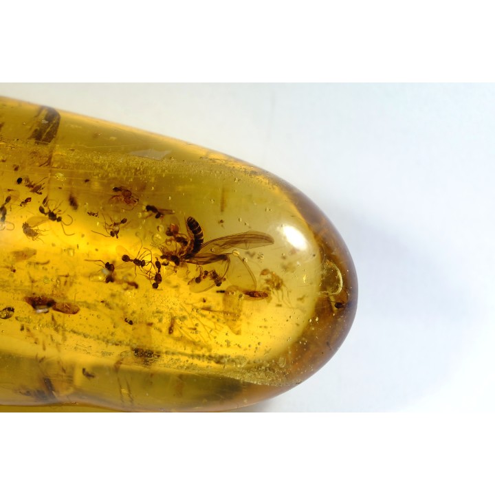 Copal: Araignées, Termites ailées, diptères, hyménoptères et coléoptères - Pliocène à holocène - Antsiranana, Madagascar