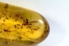 insect: Araignées + Termites ailées + nombreux diptères, hyménoptères et coléoptères