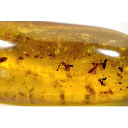 insect: Araignées + Termites ailées + nombreux diptères, hyménoptères et coléoptères