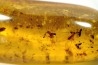 Copal: Araignées, Termites ailées, diptères, hyménoptères et coléoptères - Pliocène à holocène - Antsiranana, Madagascar
