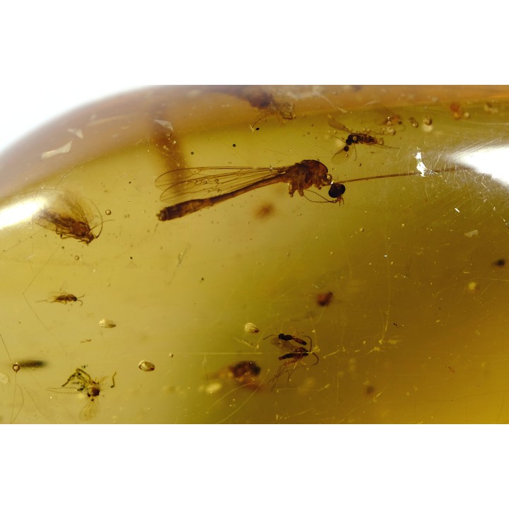 Copal: Araignées, Leptogastrinae, Cerambycidae, diptères, termite ailée - Pliocène à holocène - Antsiranana, Madagascar