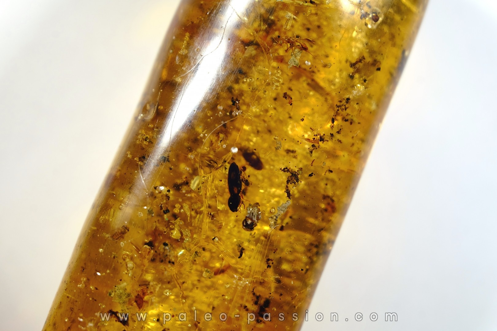 Copal: Divers coléoptères et diptères - Pliocène à holocène - Antsiranana, Madagascar