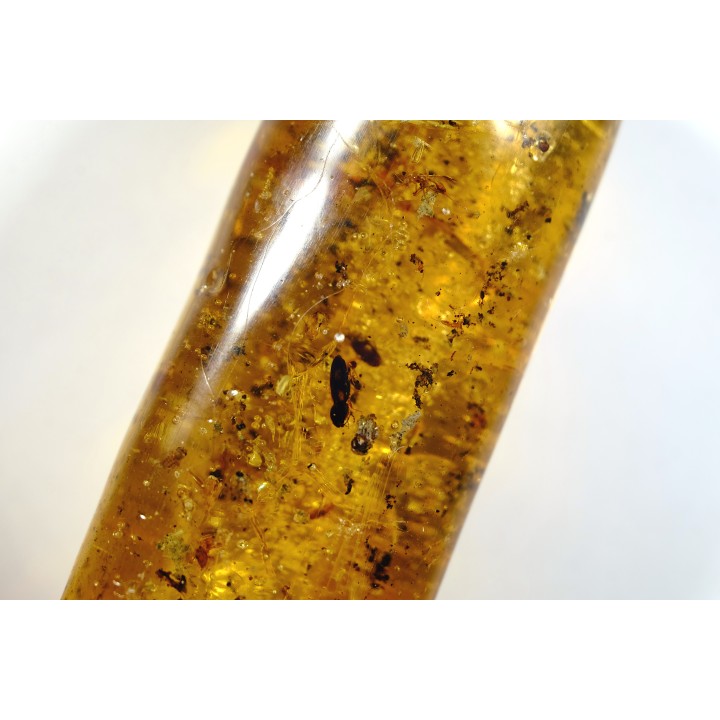 Copal: Divers coléoptères et diptères - Pliocène à holocène - Antsiranana, Madagascar