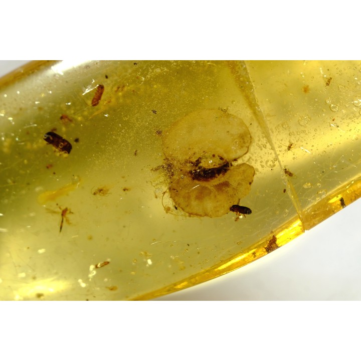insect: Graine + Coléoptères Scolytinae + fourmis