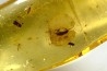 Copal: Graine + Coléoptères Scolytinae + fourmis - Pliocène à holocène - Antsiranana, Madagascar