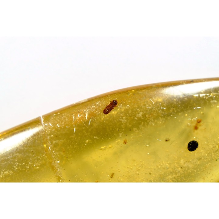 Copal: Graine + Coléoptères Scolytinae + fourmis - Pliocène à holocène - Antsiranana, Madagascar