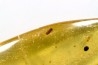 Copal: Graine + Coléoptères Scolytinae + fourmis - Pliocène à holocène - Antsiranana, Madagascar