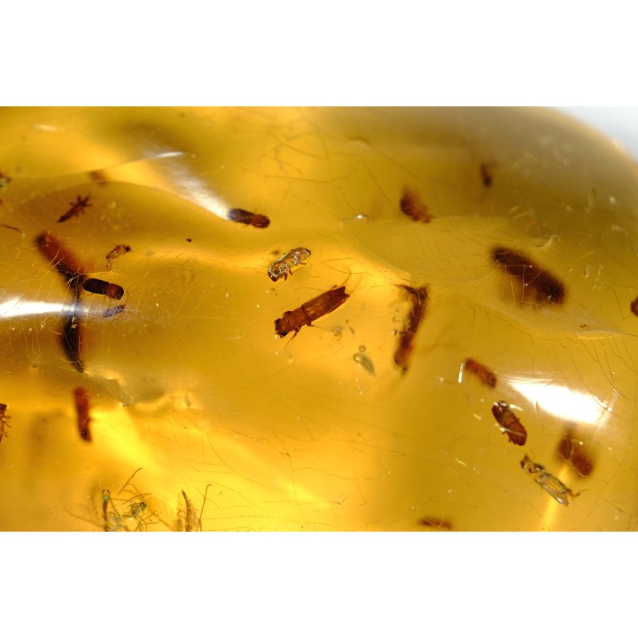insect: Nombreux coléoptères Scolytinae + Diptères