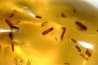 Copal: Nombreux coléoptères Scolytinae + Diptères - Antsiranana, Madagascar