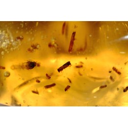 Copal: Nombreux coléoptères Scolytinae + Diptères - Antsiranana, Madagascar