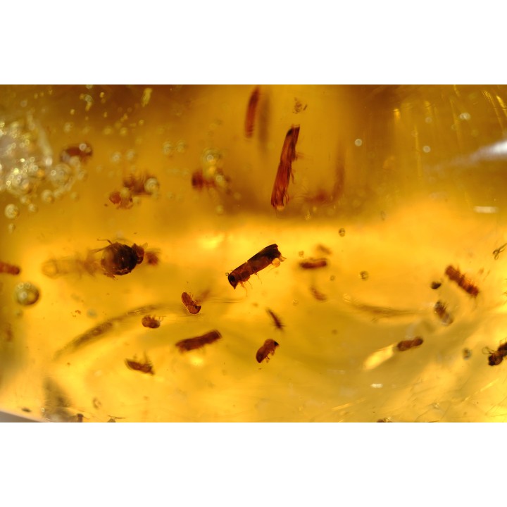 Copal: Nombreux coléoptères Scolytinae + Diptères - Antsiranana, Madagascar