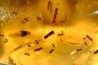insect: Nombreux coléoptères Scolytinae + Diptères