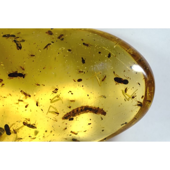 insect: Araignée + Larve (indéterminée) + nombreux coléoptères et Diptères + larve de blatte