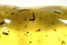insect: Araignée + Larve (indéterminée) + nombreux coléoptères et Diptères + larve de blatte