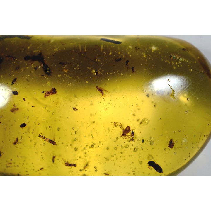 Copal: Araignée + Larve + nombreux coléoptères et Diptères + larve de blatte - Pliocène à holocène - Antsiranana, Madagascar