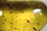 insect: Araignée + Larve (indéterminée) + nombreux coléoptères et Diptères + larve de blatte