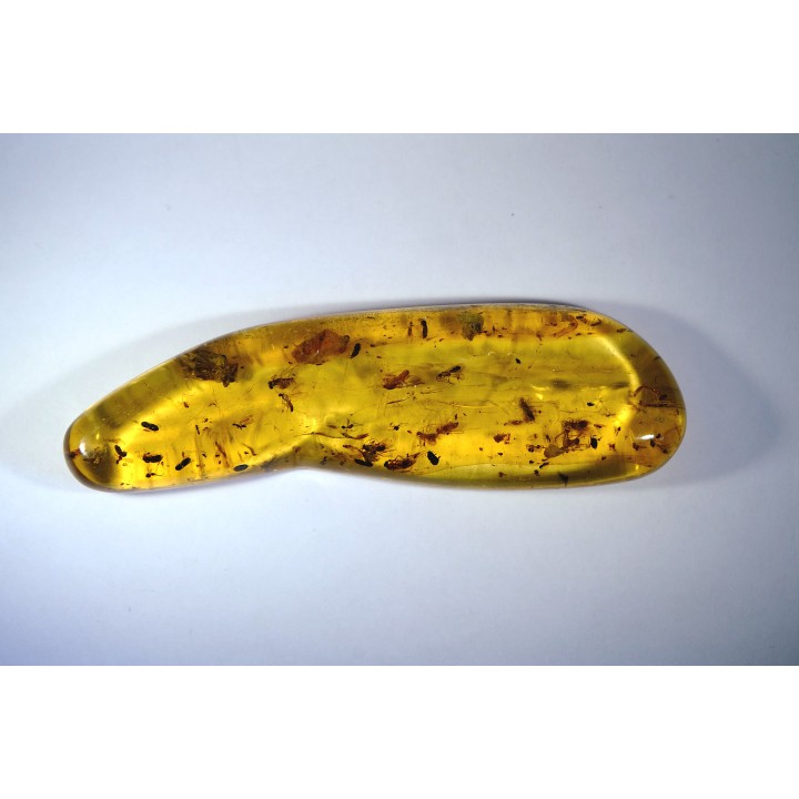 insect: Phrygane, Cicadidae, Araignée, diptères, coléoptères, hyménoptères