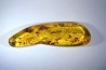 Copal: Phrygane, Cicadidae, Araignée, coléoptères, - Plio-holocène - Madagascar