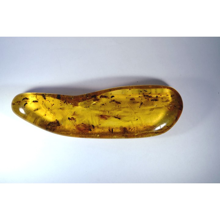 insect: Phrygane, Cicadidae, Araignée, diptères, coléoptères, hyménoptères